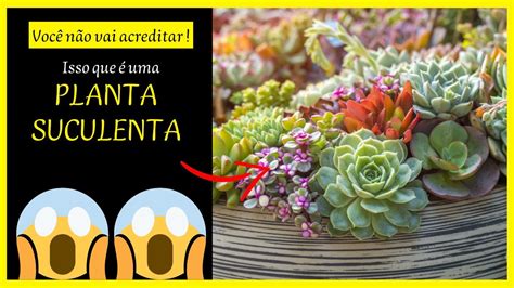 O que é uma Suculenta Como cuidar desse tipo de plantas incríveis e