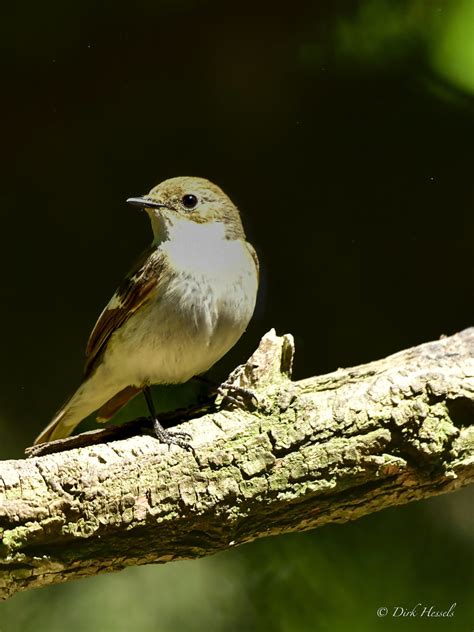 Spotted Flycatcher Grauwe Vliegenvanger Grauschnäpper Flickr