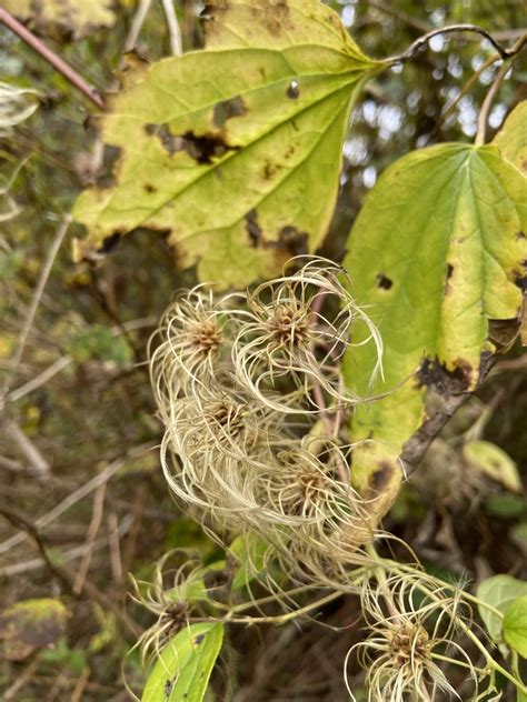 Virgin S Bower From Rue Des Lets Neuville Qc Ca On October