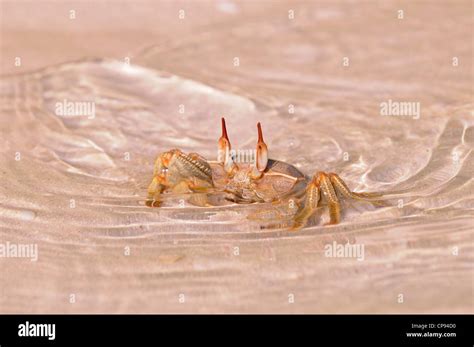 Horn Or Horn Eyed Ghost Crab Ocypode Ceratophthalmus In Seawater