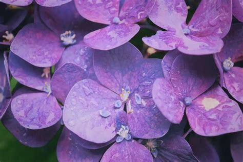 Comment résoudre le problème des hortensias qui ne fleurissent pas