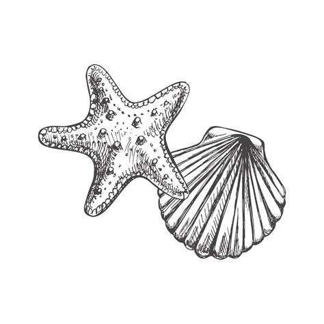 Realistic Hand Drawn Sketch Of Saltwater Scallop Seashell Clam Conch