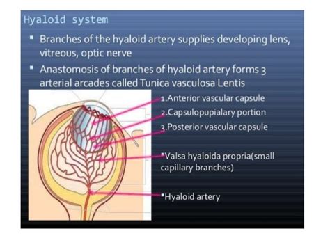 Anatomy of vitreous