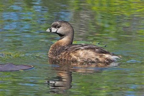 11 Lake Birds (Photos & Facts) - Bird Feeder Hub