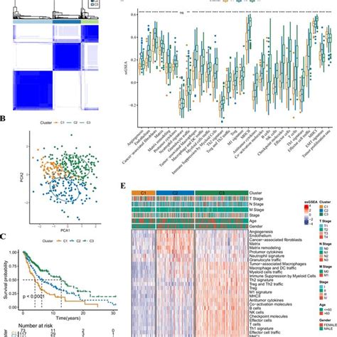 Identification Of TME Related Molecular Subtypes In TCGA SKCM Patients