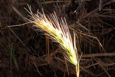 Canada Wild Rye Homestead On The Range