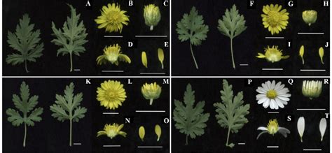 Morphological Characteristics Of Four Chrysanthemum Species A E The