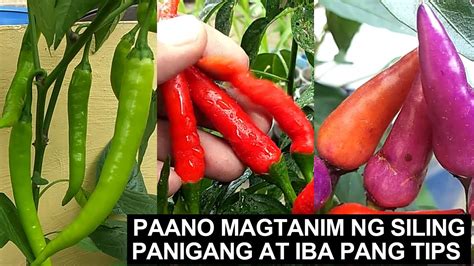 Magtanim Ng Siling Panigang Sa Paso I Bakit Kumukulubot Ang Dahon At