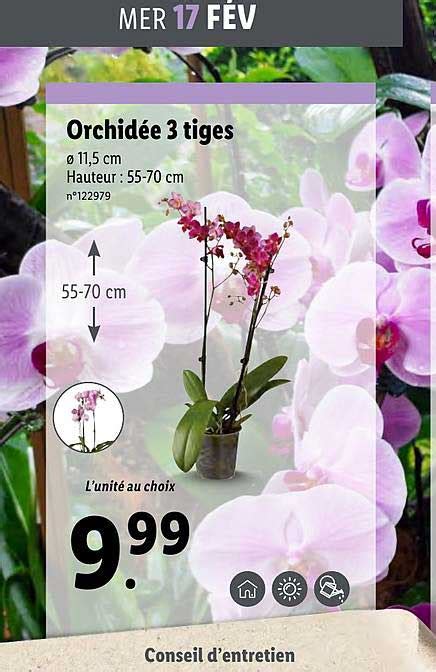 Promo Orchidée 3 Tiges chez Lidl iCatalogue fr