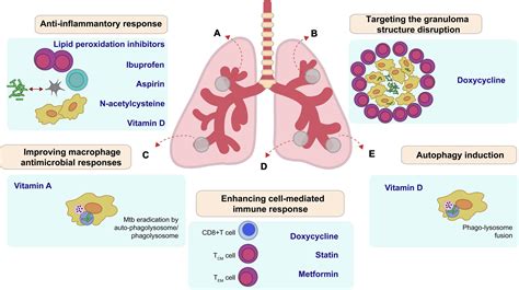 Frontiers Host Directed Therapies In Pulmonary Tuberculosis Updates