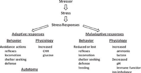 Relationships Among Stressors Stress And Examples Of Adaptive And