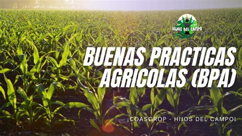 Buenas Practicas Agricolas Bpa Youtube