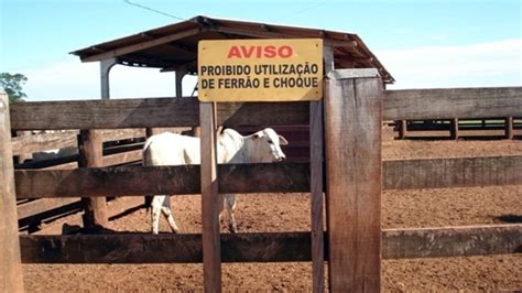 Expansão de boas práticas pode incrementar pecuária de corte no Brasil