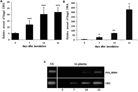 Colonization Of Plant Roots By Piriformospora Indica Increases Over