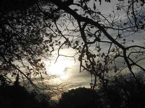 Free Images Tree Nature Forest Branch Winter Light Cloud Sky