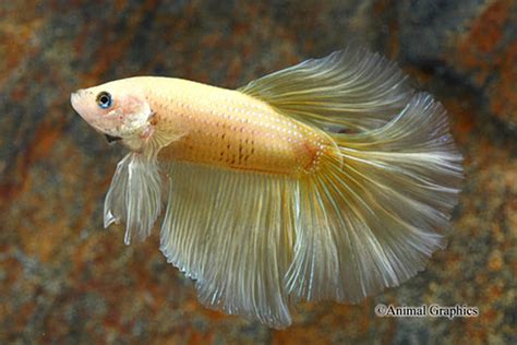 Male Mustard Gas Half Moon Betta Show