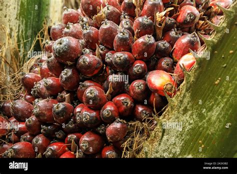 Close-up of oil palm fruit on a tree. Palm oil cultivation has been ...