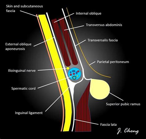 Inguinal Canal Diagram Anatomy Of Inguinal Canal In Detail