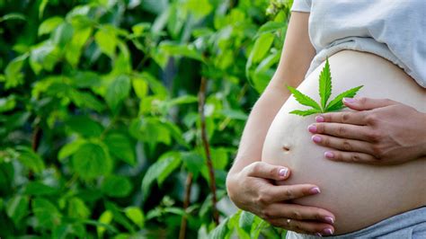 Des Femmes Ignorent Les Risques Associ S Au Cannabis Durant La