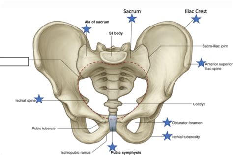 Clinical Anatomy Exam Ii Flashcards Quizlet