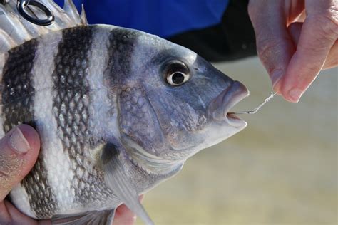 Pacific Sheepshead Fish