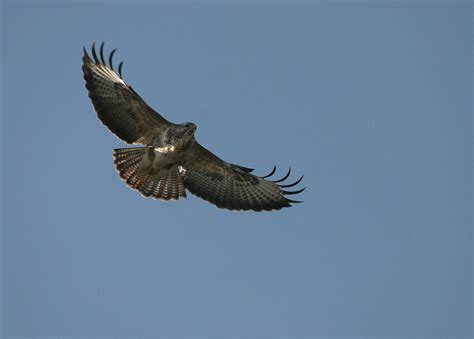 Buzzard Flying Overhead As I Left Home One Day John H Flickr