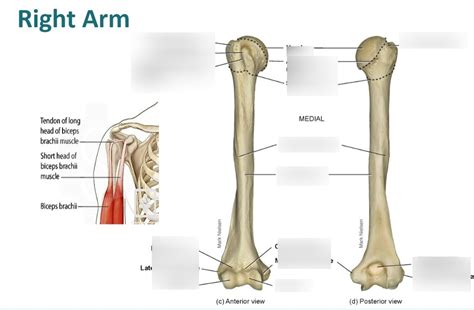 Humerus Anatomy Diagram