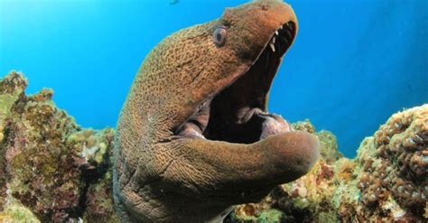 Moray Eel - A-Z Animals