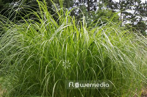 Spartina Pectinata Prairie Cord Grass 104921 Flowermedia