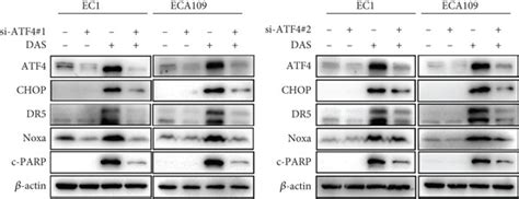 Daurisoline Inhibits Escc By Inducing G Cell Cycle Arrest And