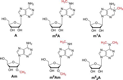 Frontiers Quantitative Analysis Of Methylated Adenosine Modifications