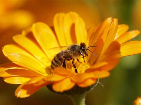 The African honey bee - Africa Geographic