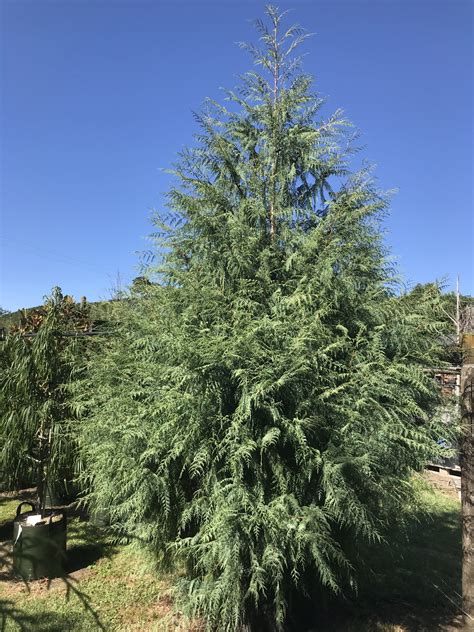 Cupressus Cashmeriana Kashmir Cypress Tauranga Tree Co