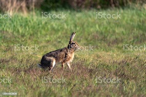 Hungarian National Parks Birds Stock Photo - Download Image Now ...