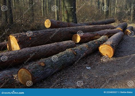 Log Trunks Pile The Logging Timber Forest Wood Industry Wood Trunks