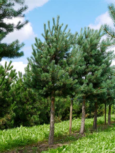 Pinus Sylvestris Pinaceae Van Den Berk Nurseries