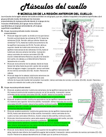 Musculos Del Cuello Pdf