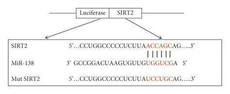 Sirt As A Target Of Mir A The Putative Binding Site Between