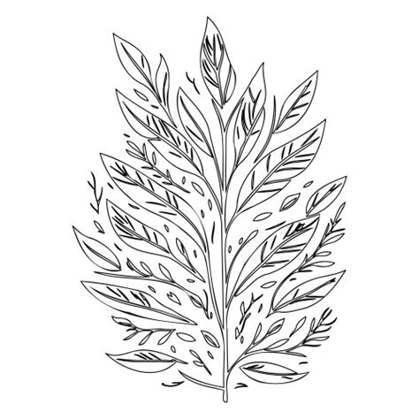 Ash Leaf Floral Outline Sketch Royalty Free Vector Image