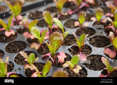 Biodynamic Red Mustard Seedlings Stock Photo Alamy