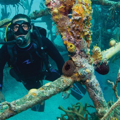 Diving And Snorkelling In The Red Sea Jeddah Uta Saudi Arabia