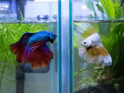 The Hidden Truth Behind Betta Fish Fighting: Why It's More Than Just a Game