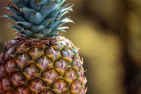 The Power Of Pineapple Enzymes Florida Naturopathic Physicians