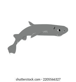 Dwarf Lantern Shark Etmopterus Perryi Smallest Stock Vector (Royalty ...