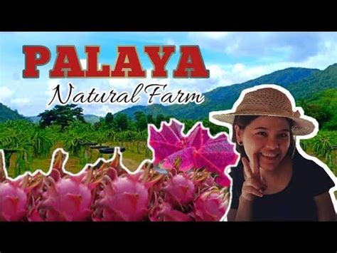 Palaya Natural Farm Martessem Stefvlog Youtube