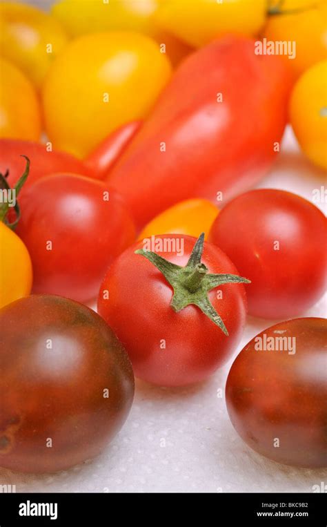 Solanaceae Yellow Tomatoes Hi Res Stock Photography And Images Alamy