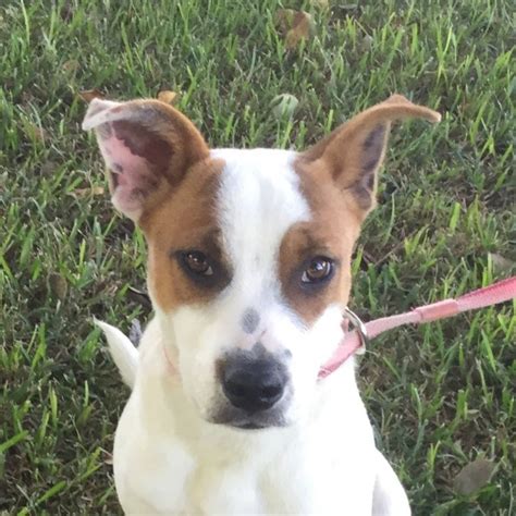 Hannah Medium Female Australian Cattle Dog X Jack Russell Terrier Mix