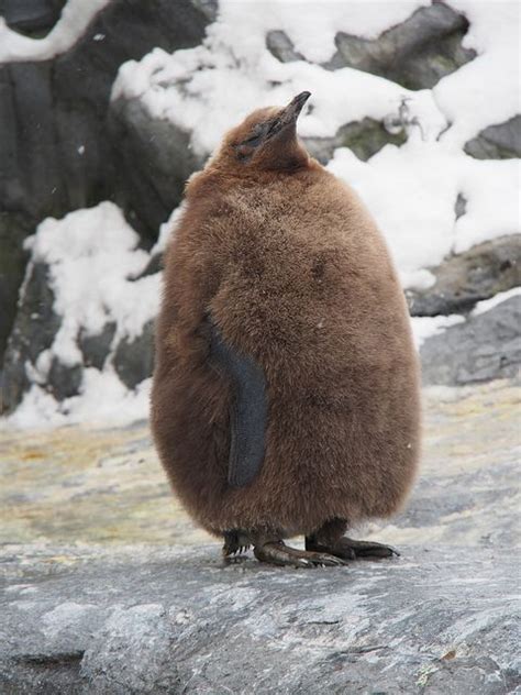 Brown Penguin at Asahiyama Zoo