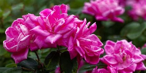 What Is The Ideal Pot Size For Knockout Roses GFL Outdoors