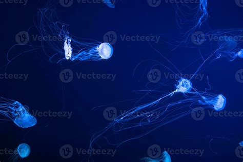 Group Of Glow Jellyfish Chrysaora Quinquecirrha In Blue Water Diving